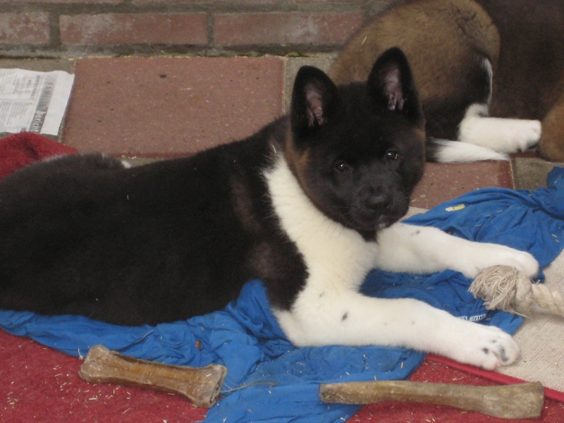 Pups